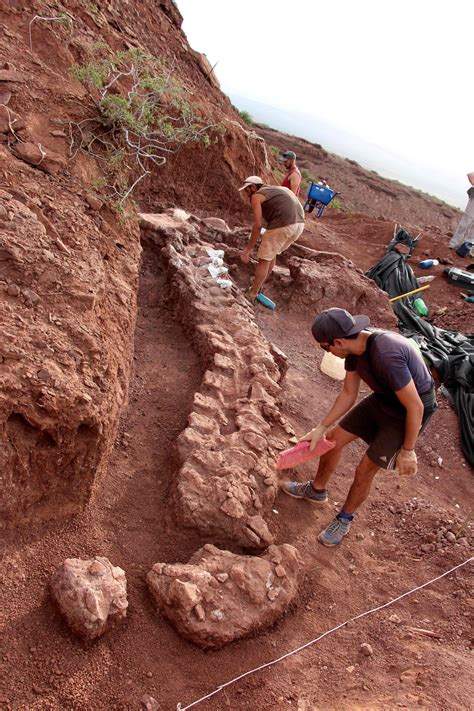 Dinosaur Discovered In Argentina Could Be Largest Ever Found Daily Sabah