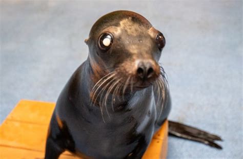 Sea Lions Alex And Josie Receive Surgery For Cataracts Photos Georgia