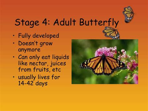 ppt the life cycle of a monarch butterfly powerpoint presentation sexiezpix web porn