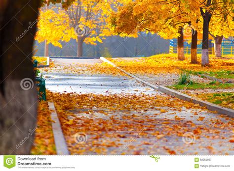 Falling Leaves In The Alley Stock Image Image Of Plant Golden 68352867
