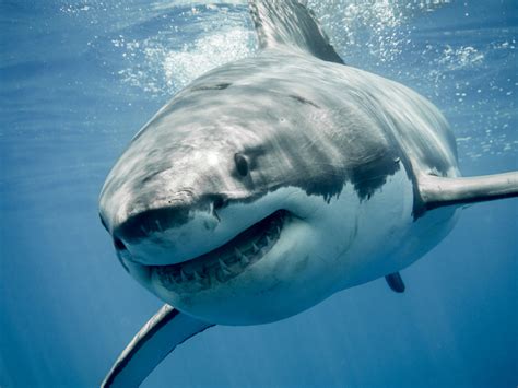 Watch Deep Blue The Giant Great White Shark That Could Be Biggest Ever