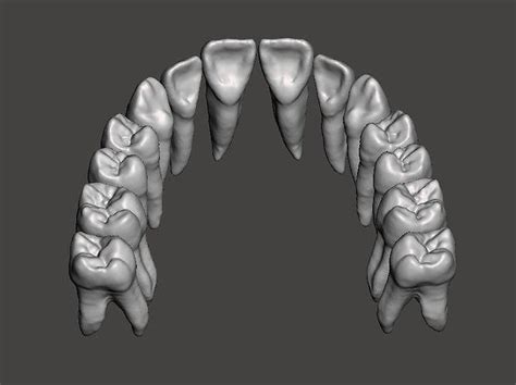 Maxillary Human Teeth Full Arch 3d Print Model Human Teeth Anatomy