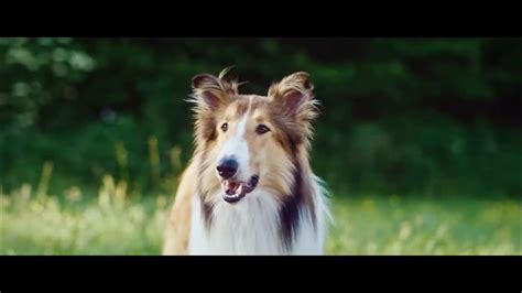 Lassie De Volta A Casa Trailer Oficial Portugal Youtube