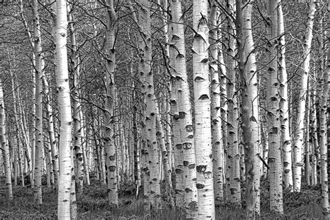 In folklore, there were usually lots of riddles devoted to birches. Grove of Birch Trees Photograph by Randall Nyhof
