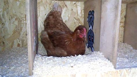We did not find results for: Lohmann brown hen nesting - YouTube