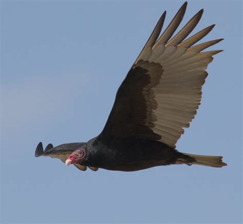 Sub Urban Observations Turkey Vulture Life In The City