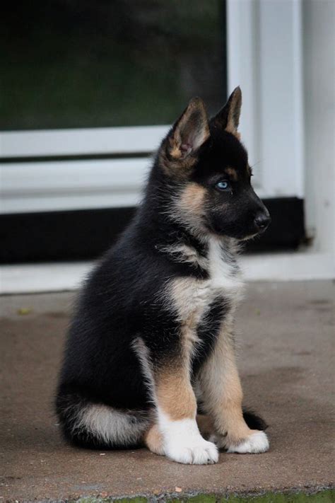German shepherds are dogkind's finest herding and guardian dogs. 596 best German Shepherd Dogs | Great-Looking GSD images on Pinterest