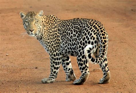 Leopard Facts For Kids Information Pictures And Activities