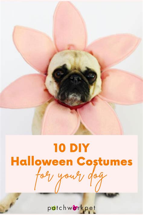 10 Diy Halloween Costumes For Your Dog You Need To Recreate Diy Pet