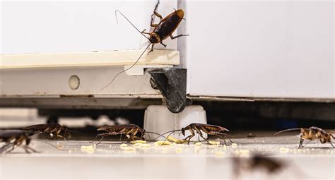 Cockroaches The Unwanted Guests In Your Home Insight Pest Control