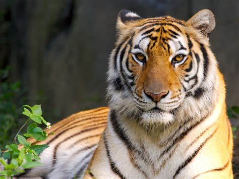 30 Imágenes De Tigres Bonitas