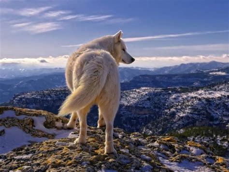 15 Stunning Pictures of White Animals