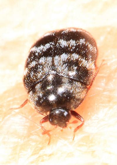Small Black And White Carpet Beetle Trogoderma Bugguidenet