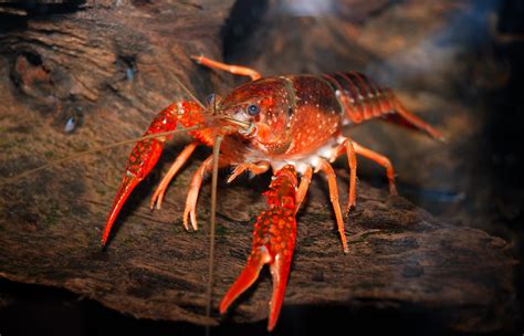 Crayfish The Care Feeding And Breeding Of Freshwater Crayfish