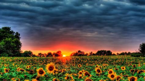 Girasoles Al Atardecer Sunflower Sunset Sunflower Photo Sunflower