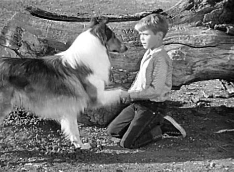 Lassie And Timmy Jon Provost Agree On A Secret Meeting Place By Burying A Bone And Shaking