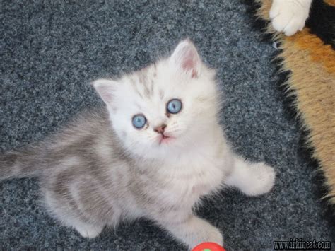 ❤️ welcome to my site, i have a few available baby kittens, please message me for more info on them. The Argument About Persian Kittens For Free | irkincat.com