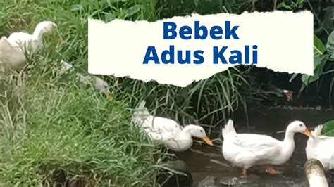 Bebek Adus Kali 🎶 Youtube
