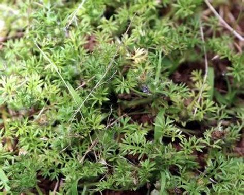 Lawn Burweed Preventing This Prickly Pest Garden Talk