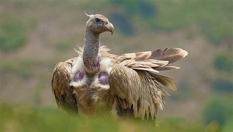 Himalayan Vulture Andean Condor Animal Pictures Vulture
