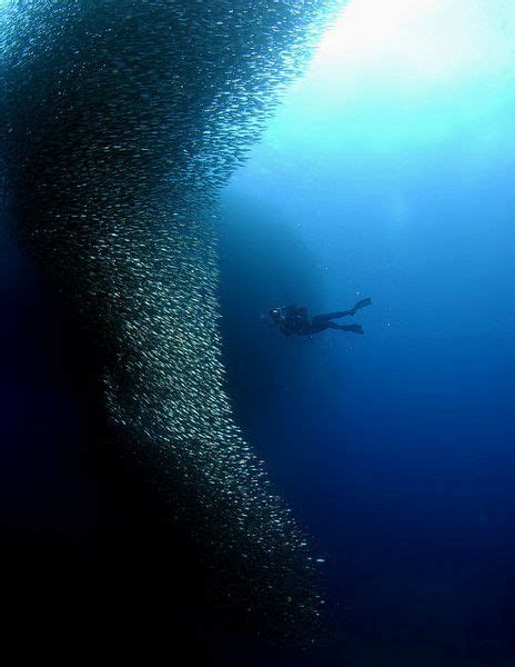 Sardines Encircling Unsuspecting Diver By Erwin Poliakoff Scuba Diving