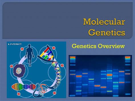 Ppt Molecular Genetics Powerpoint Presentation Free Download Id