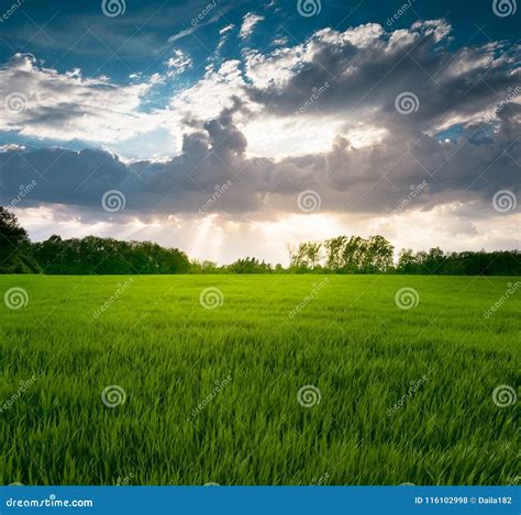 Green Grass Under Blue Sky With White Clouds And Sunrays Stock Photo