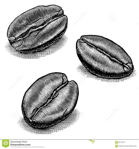 Coffee Bean Illustrations Stock Vector Coffee Drawing Coffee Cup
