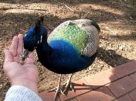 Nevertheless, the real beauty lies in its tail exhibiting greenish color which is mainly made up of elongated tail coverts. peacock eating his favourite food video - YouTube