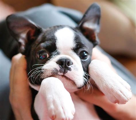 Everything About Boston Terriers
