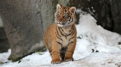 Tiger Cub In The Snow