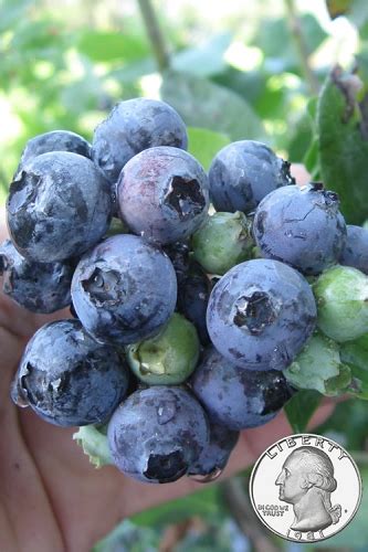 Buy The Best Rabbiteye Blueberry Bushes For Sale Online With Free