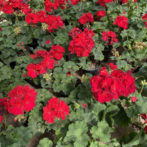6″ Zonal Geraniums Red › Anything Grows