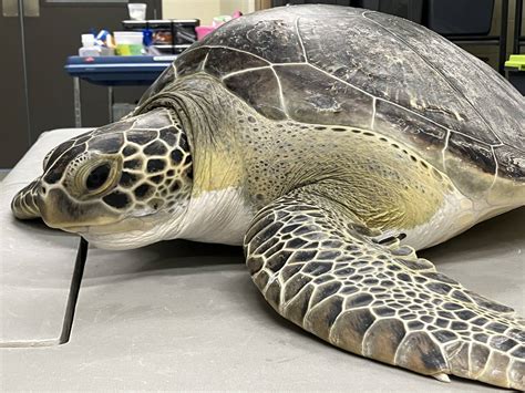 Brevard Zoo Celebrates 200th Sea Turtle Release Wftv