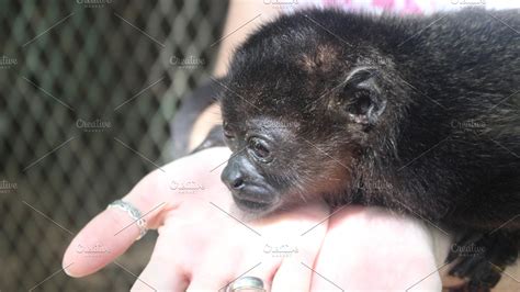 Baby Howler Monkey Stock Picture High Quality Animal Stock Photos