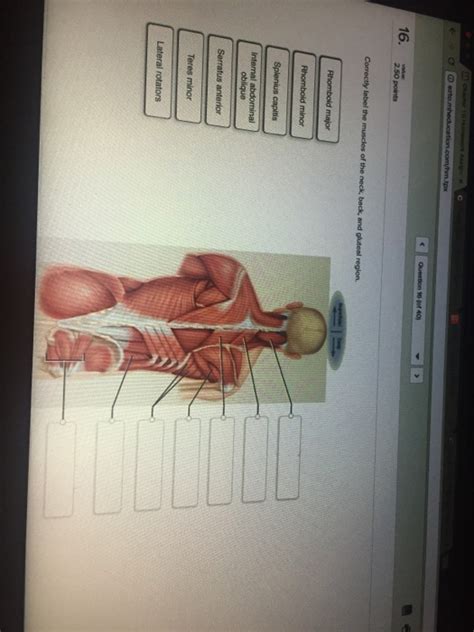 Solved Correctly Label The Muscles Of The Neck Back And Chegg Com