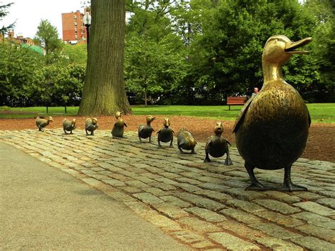 Ducklings In Boston Public Garden Photograph By Kathleen Moroney