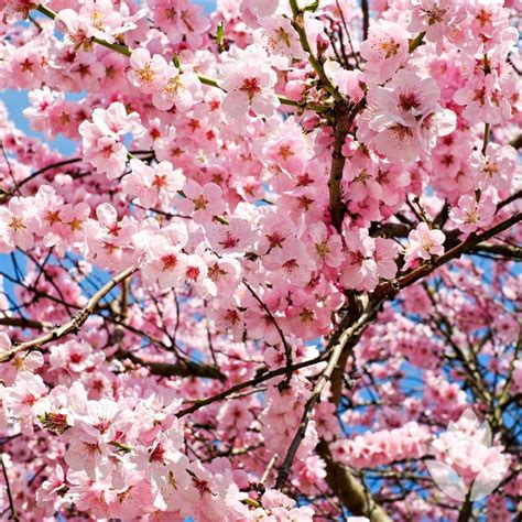 Le Cerisier Du Japon Les Conseils De Plantation Et Dentretien