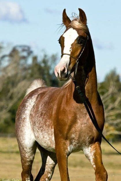 Red Roan Arabian Horse Most Beautiful Horses