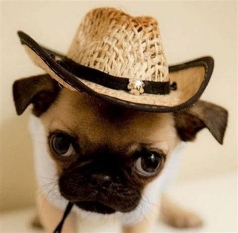 Animals Wearing Hats Cute Overload Babamail