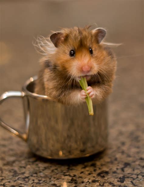 Hamster In A Cup Bored Panda