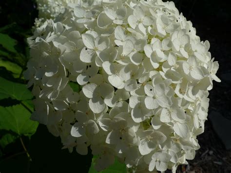 Also know, what does a fall blooming prune in late winter and early spring. Winter Foliage