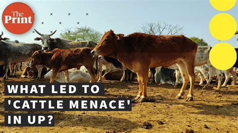 Hungry Cows Hungry Farmers Up Govt Policy Has Led To Cattle Menace Yogi Didn T See Coming