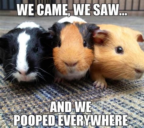 We Came We Saw And We Pooped Everywhere The Cute Little Guinea