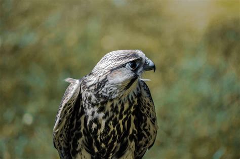 Hawks In Virginia 7 Species With Pictures Wild Bird World