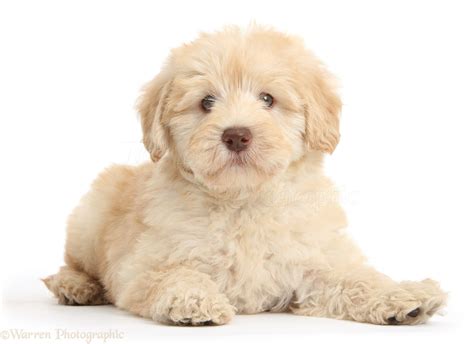 Dog Cute Toy Goldendoodle Puppy Photo Wp37997