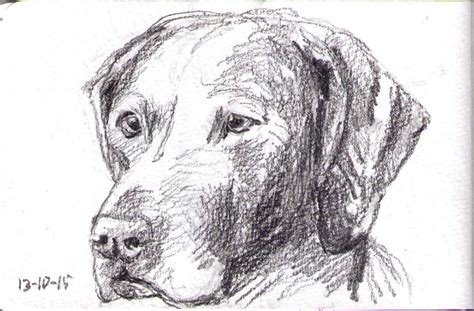 Let's learn how to draw a dog together with this easy to follow step by step in only six easy to follow steps you will learn how to draw a cute dog sitting down. An update of 9 Sketches | One Drawing Daily