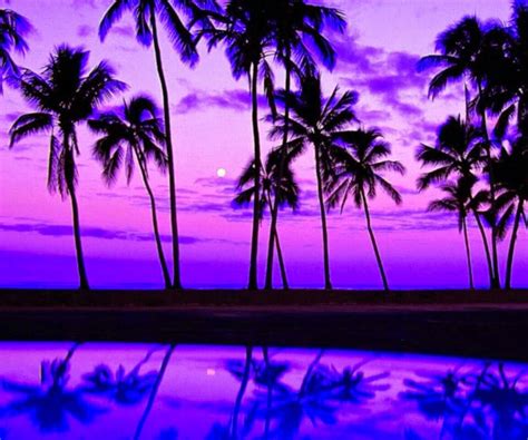 Palmtrees Beach Sunset Wallpaper Sunset Wallpaper Purple Sunset