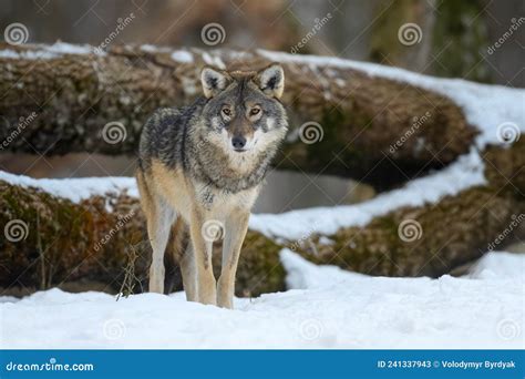 Gray Wolf in the Winter Forest. Wolf in the Nature Habitat Stock Image