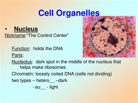 Ppt Cell Biology Powerpoint Presentation Free Download Id438300
